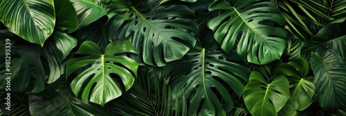 Wallpaper Mural Lush green monstera leaves create vibrant and tropical backdrop, showcasing their unique shapes and textures. This image evokes sense of nature and tranquility Torontodigital.ca