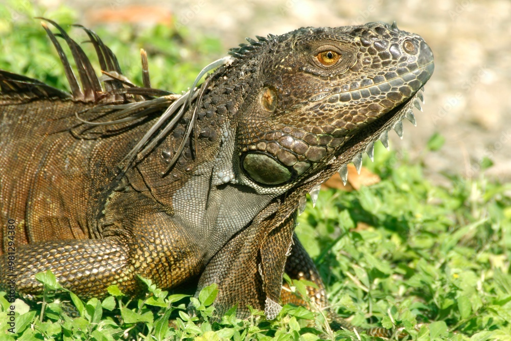 Obraz premium A close-up of an iguana resting on the ground among greenery.