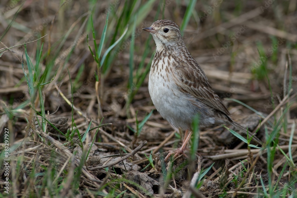 A small bird standing on the ground among grass and dried foliage. A small bird standing on the ground among grass and dried foliage.