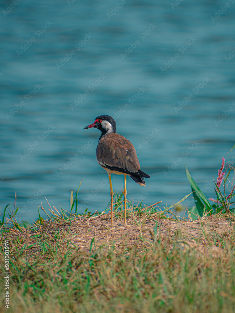Naklejka premium Red-waattled Lapwing on the lake