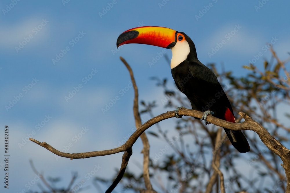 Obraz premium A toucan perched on a branch against a blue sky.
