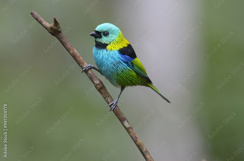A vibrant bird perched on a twig, showcasing its colorful plumage in a natural setting. A vibrant bird perched on a twig, showcasing its colorful plumage in a natural setting.