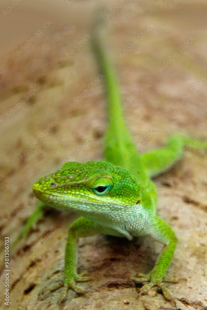 A close-up of a green lizard resting on a textured surface. A close-up of a green lizard resting on a textured surface.