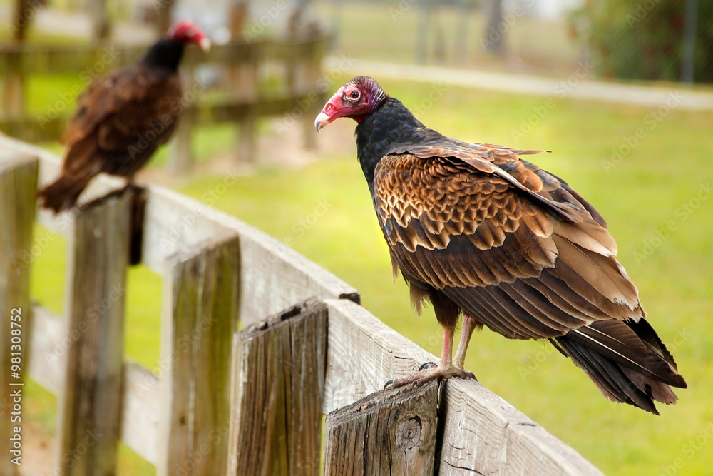 Two vultures perched on a wooden fence in a grassy area. Two vultures perched on a wooden fence in a grassy area.