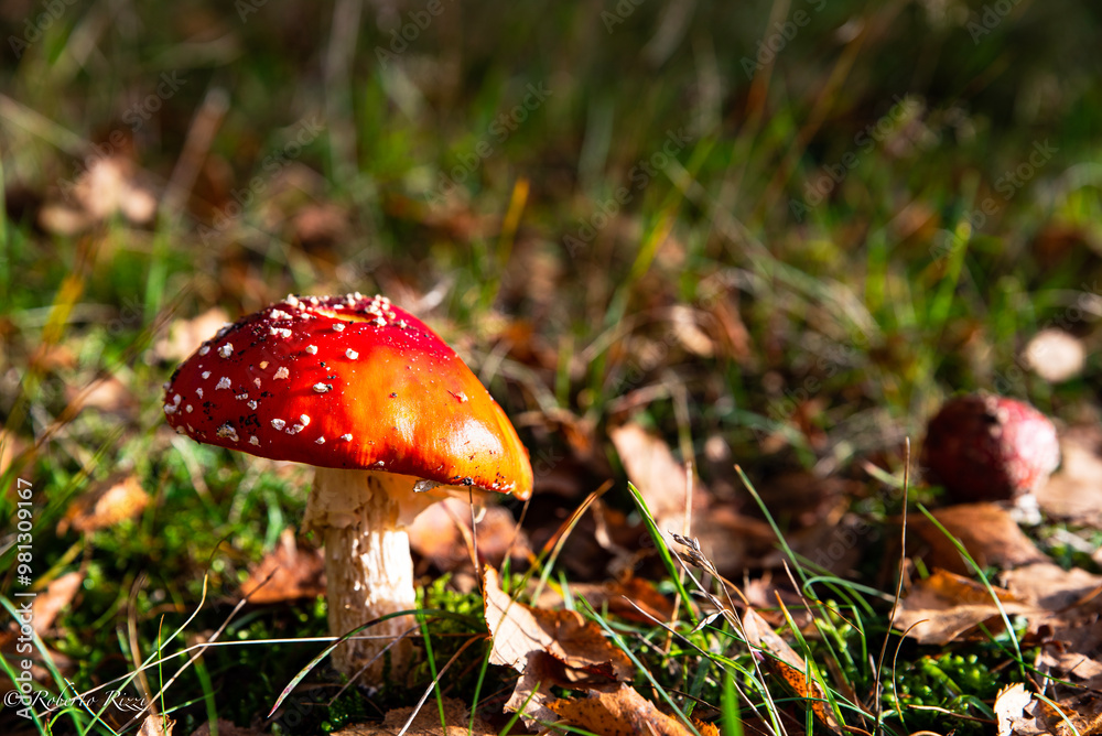 Detail of red capped Amanita Muscaria mushroom in a forest. Beautiful, tempting Fly Amanita fungus. Poisonous Fly Agaric is a dangerous, attractive mushroom hard to resist the temptation to pick it up Detail of red capped Amanita Muscaria mushroom in a forest. Beautiful, tempting Fly Amanita fungus. Poisonous Fly Agaric is a dangerous, attractive mushroom hard to resist the temptation to pick it up