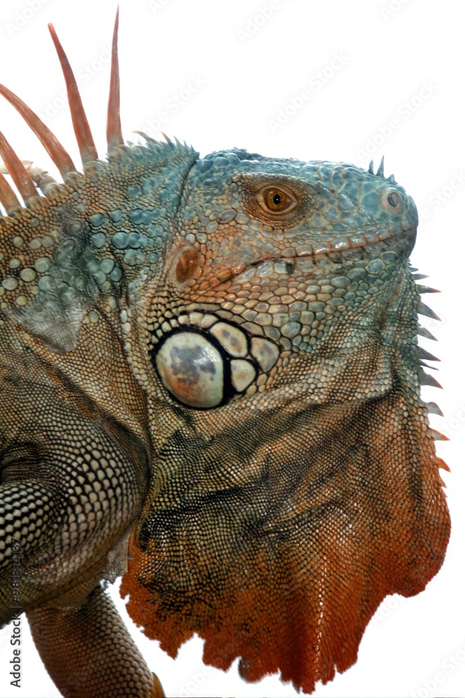Fototapeta premium A detailed close-up of an iguana showcasing its textured skin and vibrant colors.