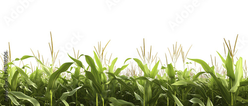 A Corn Field on White Background