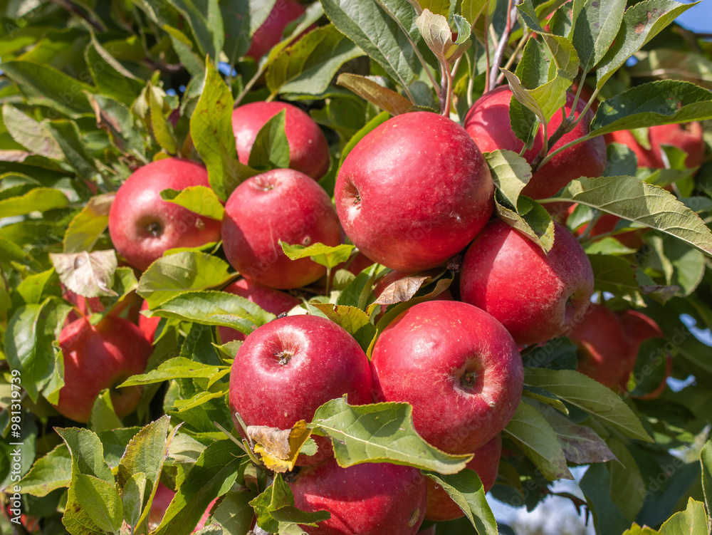 Obraz premium Reife Äpfel im Alten Land 