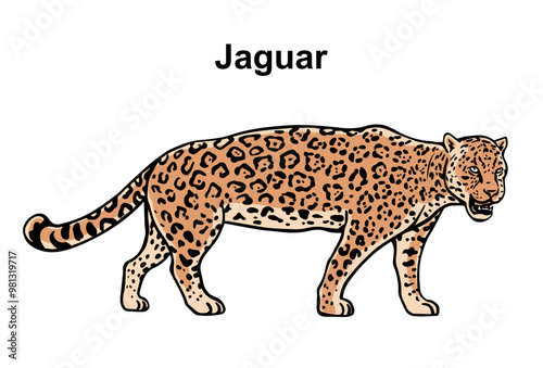 Jaguar on a white background. Tropical big predatory cat. Wild animal with patterns on its skin. Vector isolated art illustration. Hand drawn outline