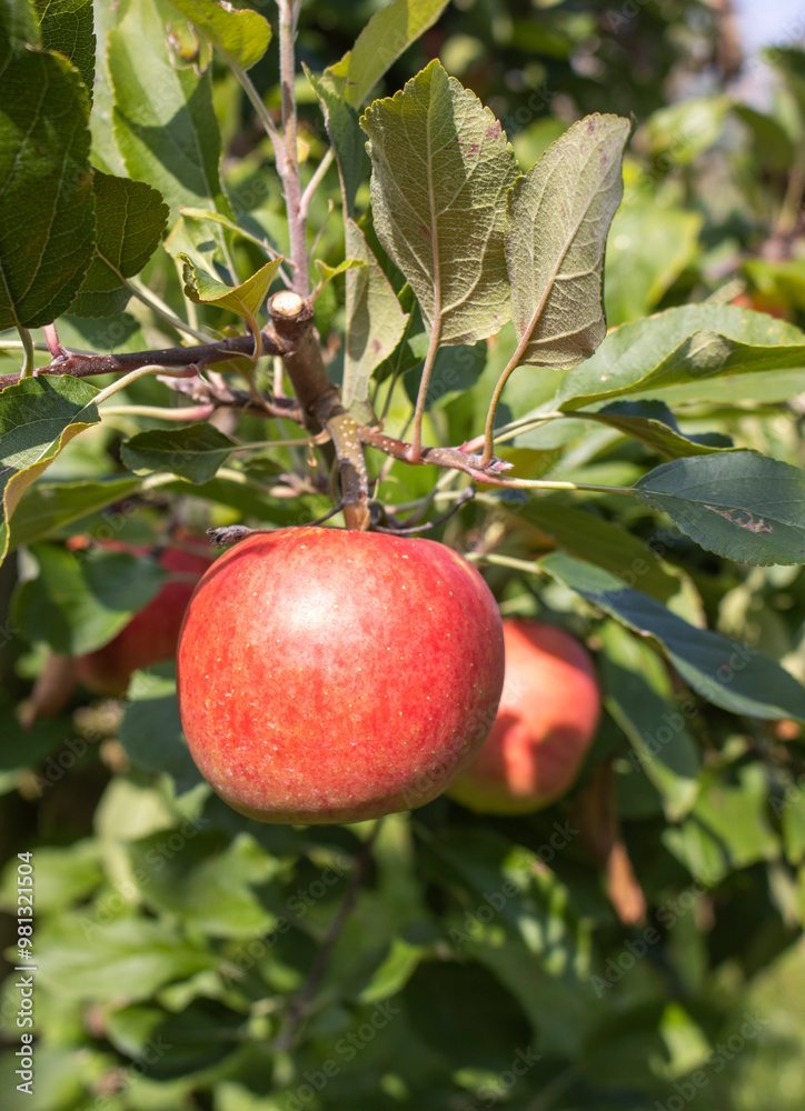 Obraz premium Reife Äpfel im Alten Land 
