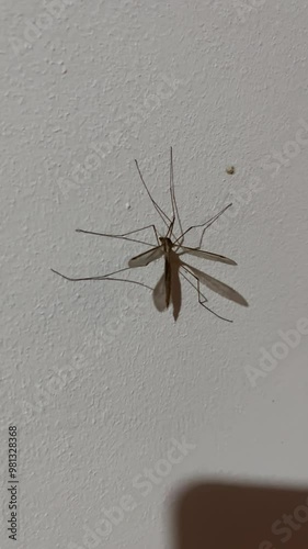 Pedicia rivosa mosquitoes that do not drink blood 2 photo