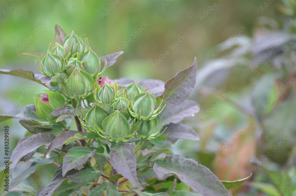 Close-up of a Hibiscus Flower Buds Grouping on the Left of image Close-up of a Hibiscus Flower Buds Grouping on the Left of image