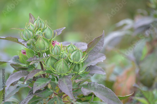 Close-up of a Hibiscus Flower Buds Grouping on the Left of image