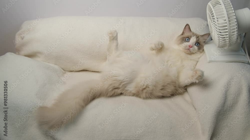 White cat lying on the sofa in front of a white electric fan. Stock ビデオ ...