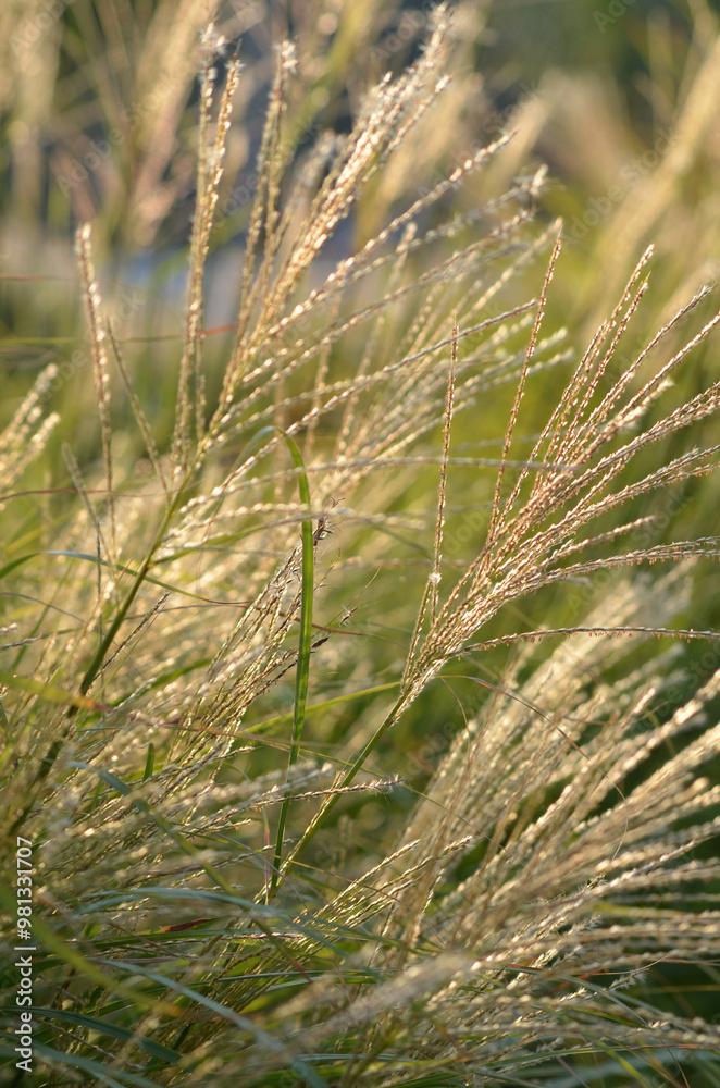 Maiden Grass Peduncle Top in Summer with Sunlight reflecting Flowing from bottom left to top right Maiden Grass Peduncle Top in Summer with Sunlight reflecting Flowing from bottom left to top right