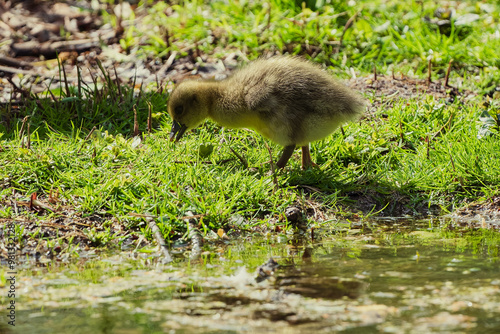 Greylag goose chicks on the shore meadows of a pond in spring.