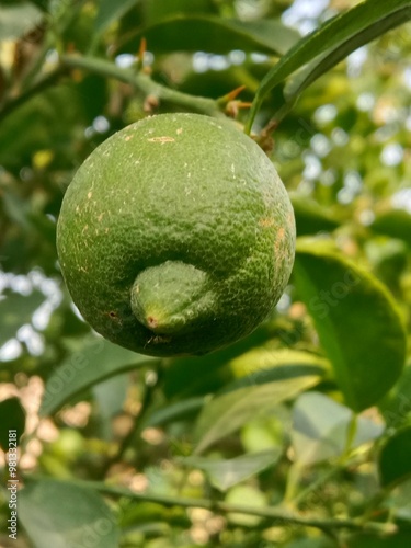 Wallpaper Mural green Lemon fruit on plant or green Citrus limon fruit on plant in the garden.lemon fruit pattern on plant  Torontodigital.ca