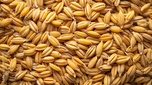 Whole grain barley background of Whole grain