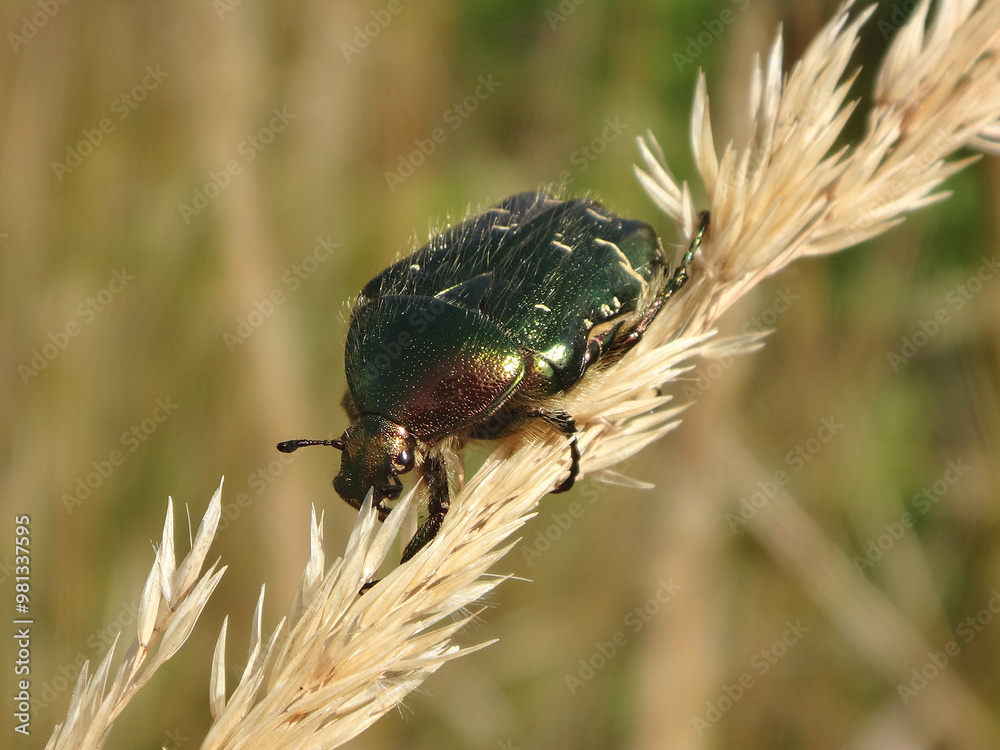 The green rose chafer (Cetonia aurata) holding on to a dry ear of grass The green rose chafer (Cetonia aurata) holding on to a dry ear of grass