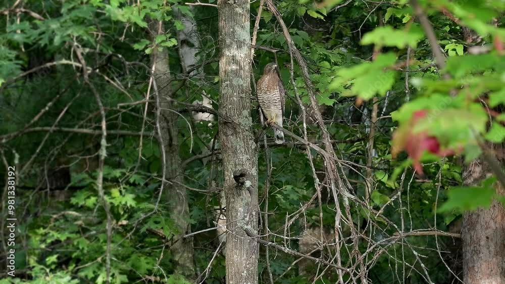 Broad-winged Hawk perched on a branch of a tree in the wilderness of a Minnesota forest. Broad-winged Hawk perched on a branch of a tree in the wilderness of a Minnesota forest.