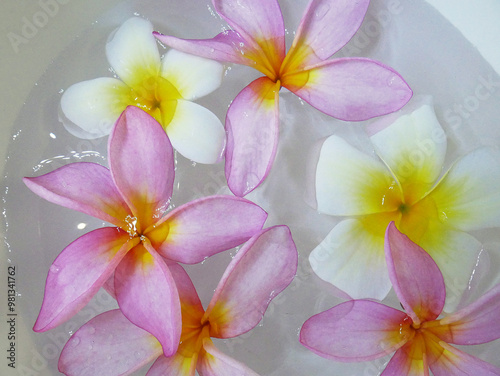 Wallpaper Mural Flowers pink, yellow and white. Spa and relaxation Torontodigital.ca