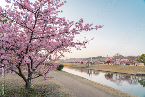 倉敷河津桜（千本桜）