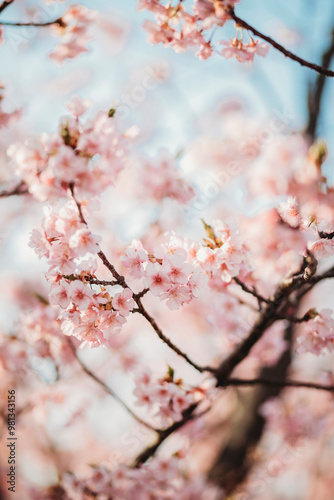 pink cherry blossom