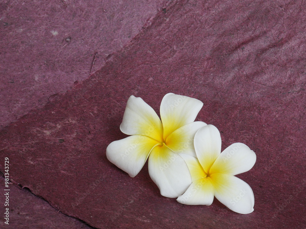 Beautiful flowers isolated. Use for advertising, banner... Beautiful flowers isolated. Use for advertising, banner...