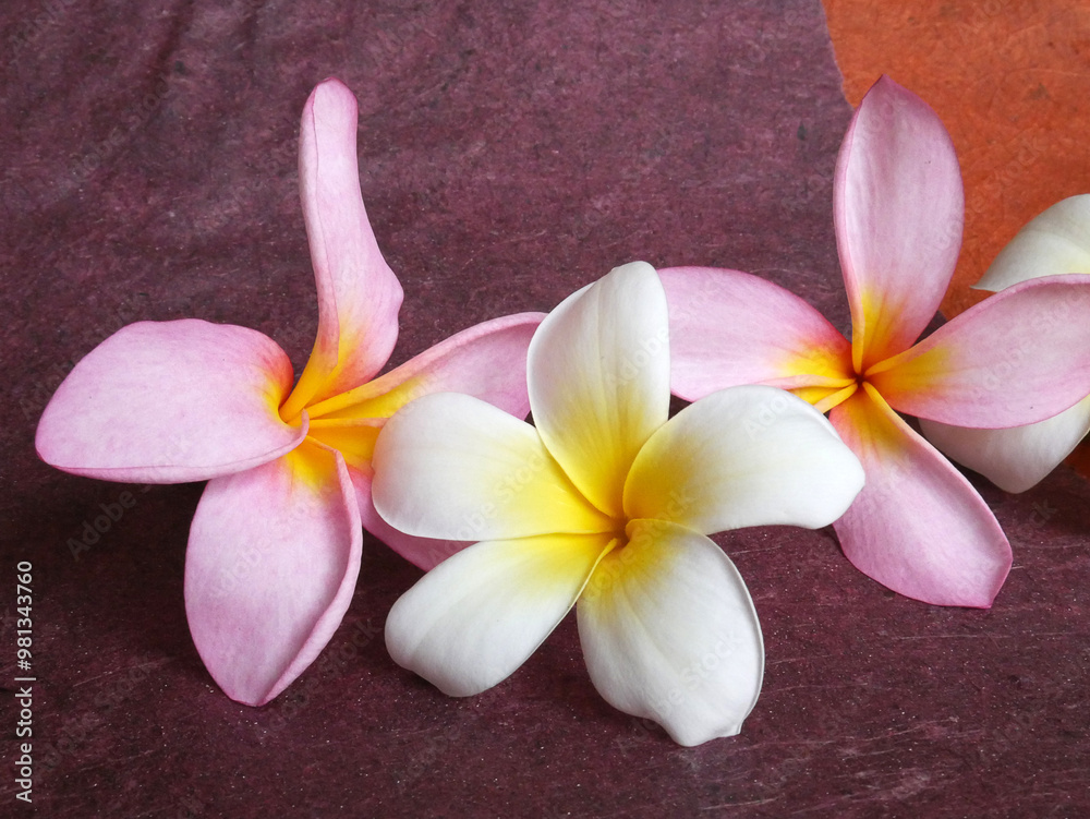 Beautiful flowers isolated. Use for advertising, banner... Beautiful flowers isolated. Use for advertising, banner...