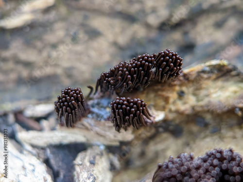 Stemonitis fusca is a species of slime mold. It lives in groups on dead wood and has distinctive tall brown sporangia supported on slender stems.