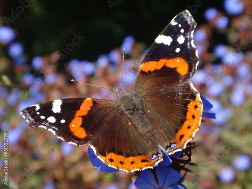 Obraz na plátně Red admiral butterfly (Vanessa atalanta) sitting on plumbago flowers