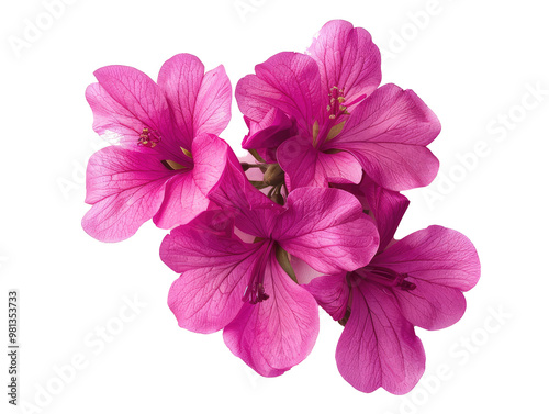 Fototapeta Naklejka Na Ścianę i Meble -  pink flower isolated on white