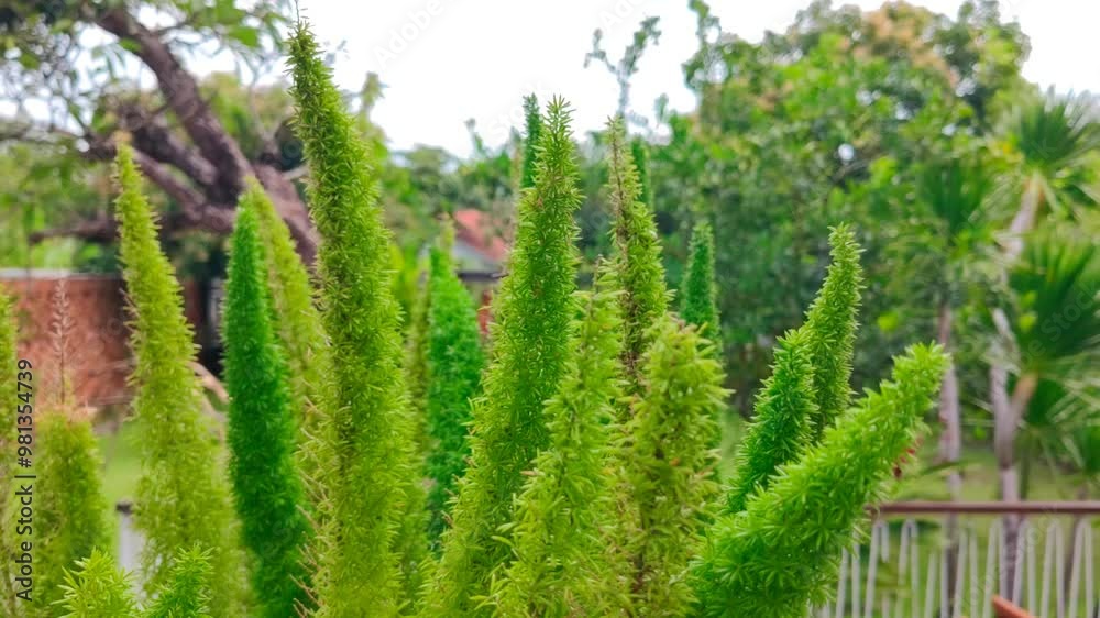 Foxtail fern (asparagus fern). Foxtail fern (asparagus fern).