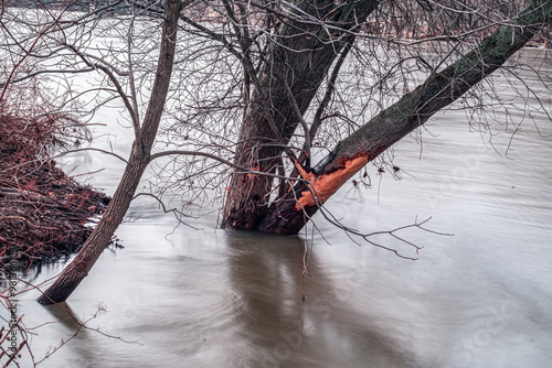 A slow shutter speed gives the fast moving Chenango River a very soft glassy look. Shot at Otsiningo Park in Binghamton in Upstate NY. Tree bark scarred from debris hitting it during snow melt flood photo