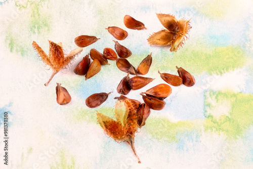 Close-up of a group of three edged beechnuts with the fruit shell on a colored background. photo