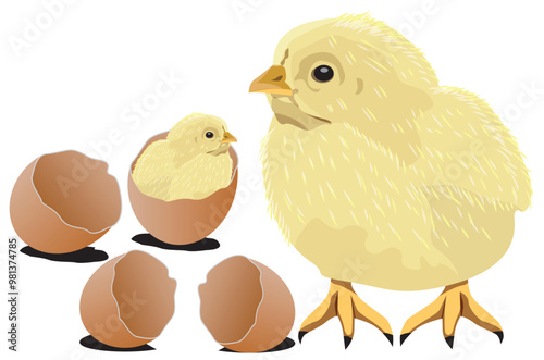 The chicks are hatching from the eggs.