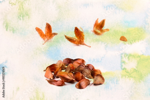 Close-up of a group of three edged beechnuts with the fruit shell on a colored background. photo