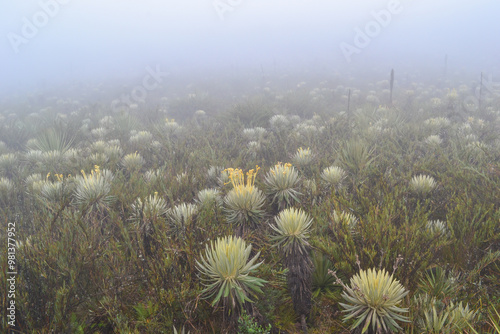 follaje de páramo neblina y frailejones photo