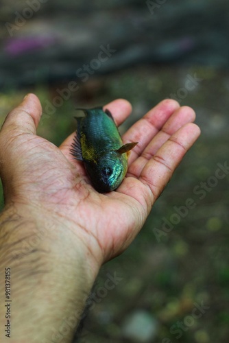 Big fresh anabas perch fish in hand in nice blur background HD photo