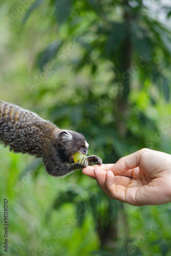 Monkey eating grape