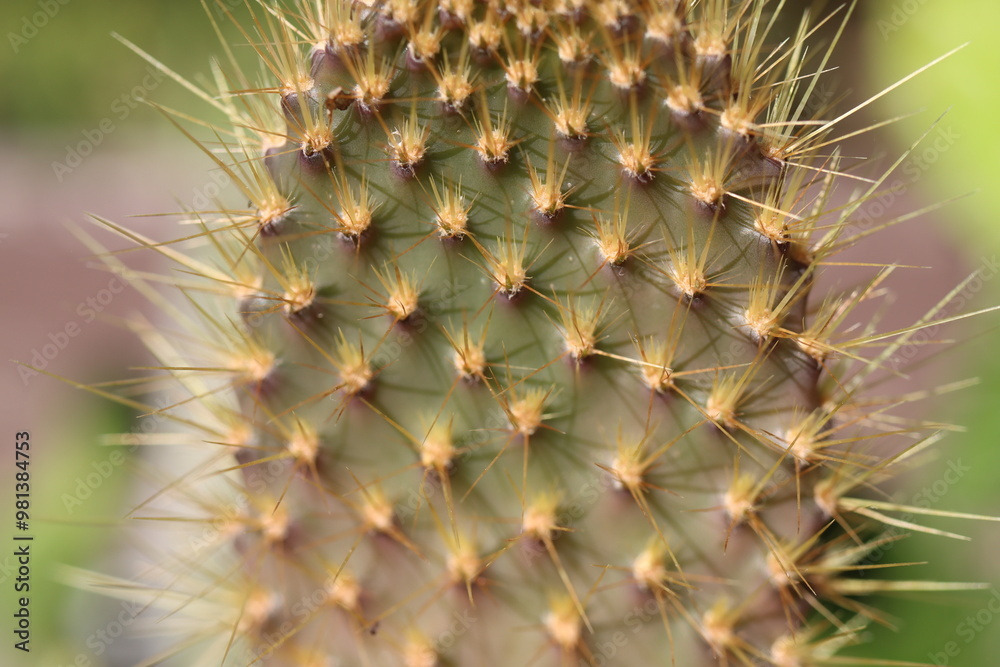 kaktus Opuntia galapageia opuncja kaktus Opuntia galapageia opuncja