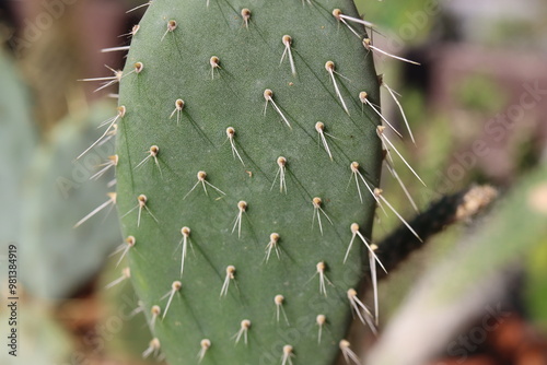 Opuntia Lasiacantha kaktus opuncja photo