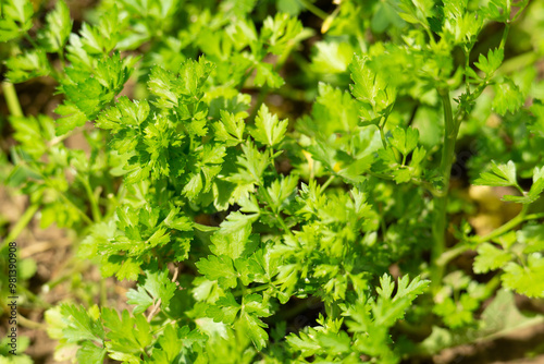 parsley in the garden close up