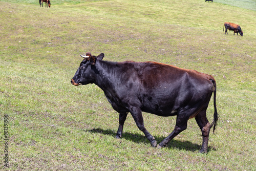 Andean landscape, cattle on farms photo