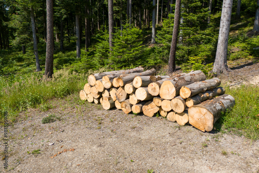 A stack of freshly cut logs situated in a lush green forest, showcasing nature's beauty and the importance of forestry management. A stack of freshly cut logs situated in a lush green forest, showcasing nature's beauty and the importance of forestry management.