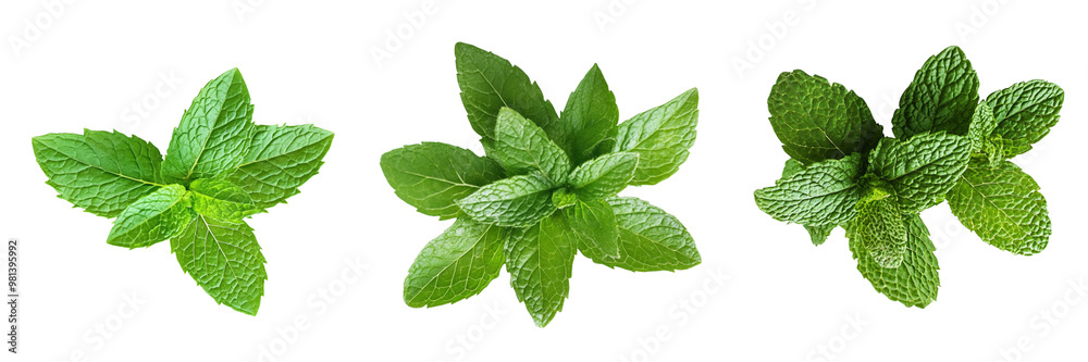Set of A delicate sprig of fresh mint leaves, vibrant green and aromatic isolated on transparent background Set of A delicate sprig of fresh mint leaves, vibrant green and aromatic isolated on transparent background