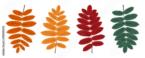 Set of autumn rowan leaves. Realistic yellow, red, orange, green rowan leaves. Vector illustration