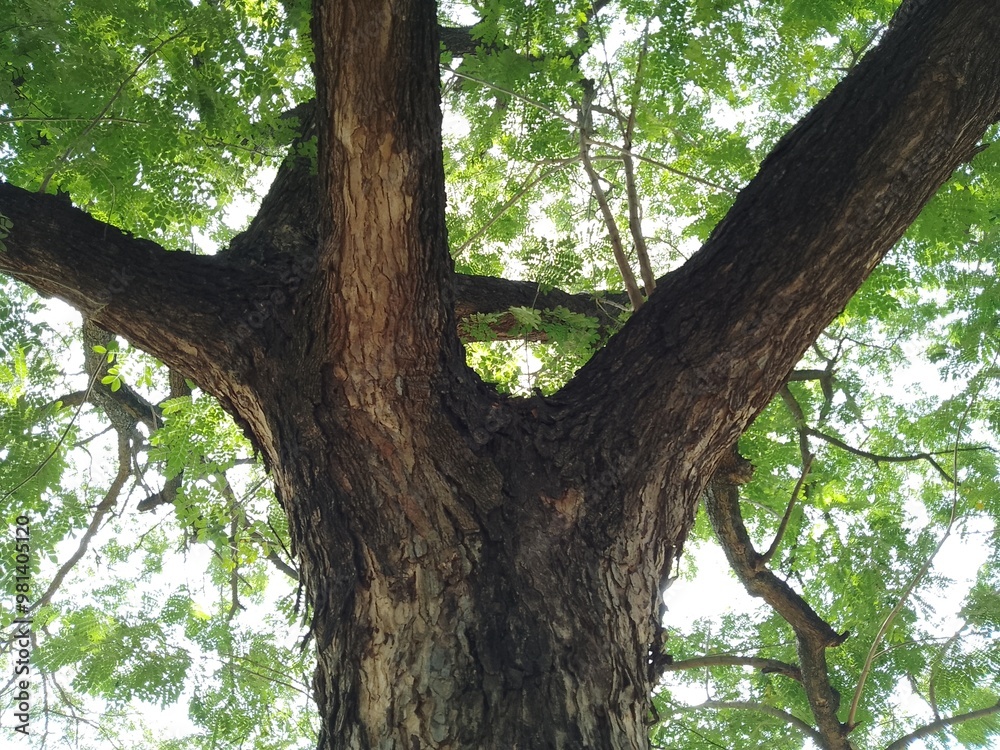 The brightly shines through the crooked branches of a majestic green tree