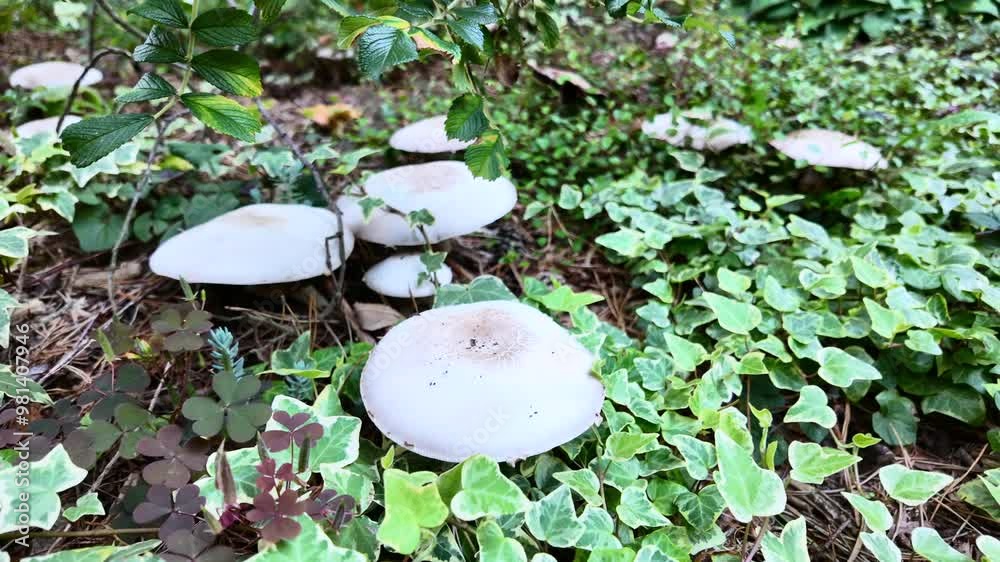 Agaricus mushroom in a coniferous forest Agaricus mushroom in a coniferous forest
