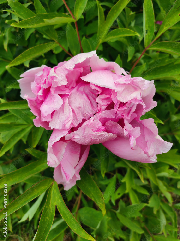 Tree peony flower. Large beautiful pink tree peony flower. Flower with bright pink inflorescence petals and green leaves close-up. Selection and breeding. Cultivated varietal flower. Paeonia. Nature.